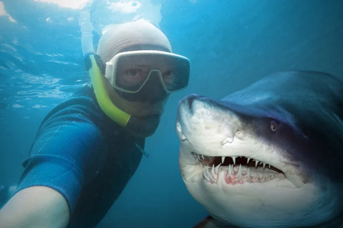Правда или миф о том, что акула может ощутить запах крови на километр?