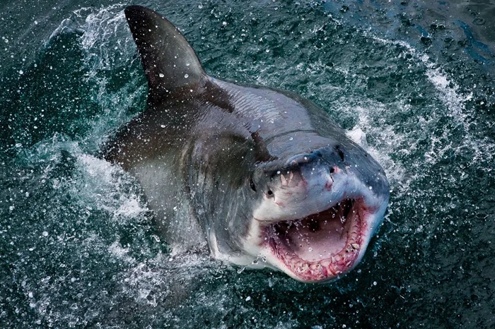 Правда или миф о том, что акула может ощутить запах крови на километр?