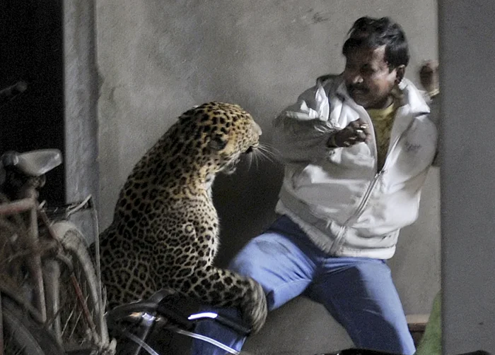 Опасный сосед: Индийский леопард и его уникальная специализация на охоте на приматов