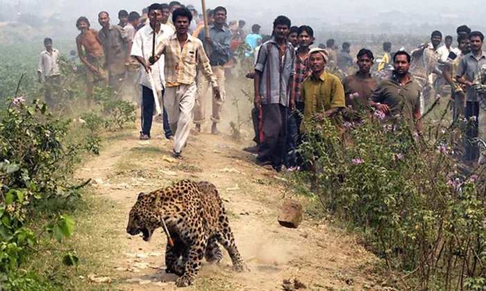 Опасный сосед: Индийский леопард и его уникальная специализация на охоте на приматов