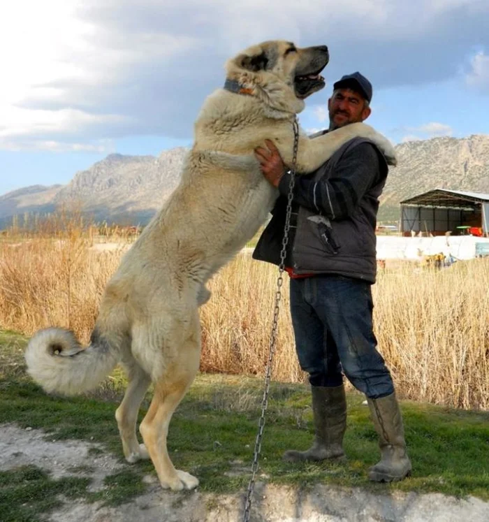 В поисках баланса: Роль волкодавов и методы, которые они используют в своей борьбе с волками