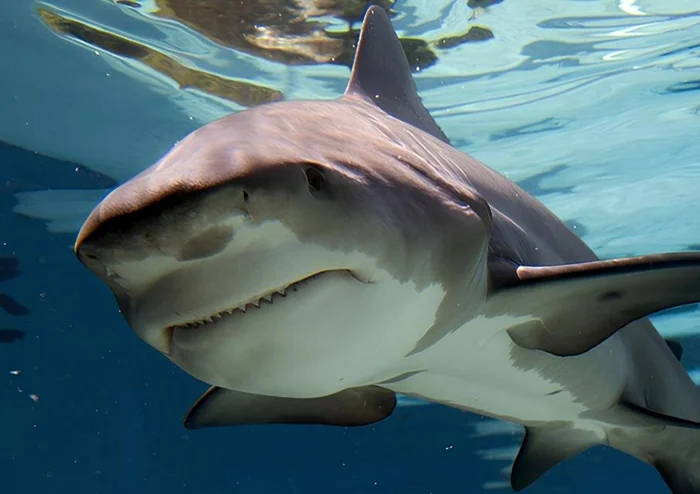 Миф или правда: Гангская акула и её плохая репутация за нападения на людей