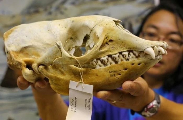 Тайны фрактальных зубов: 5 удивительных фактов о тюлене-крабоеде и его особенных зубах