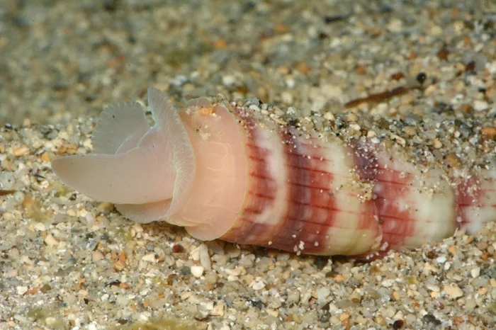 Тайны океанского дна: Лопатоногие моллюски с гигантскими «зубами» в 18 см – загадочные следы на дне моря