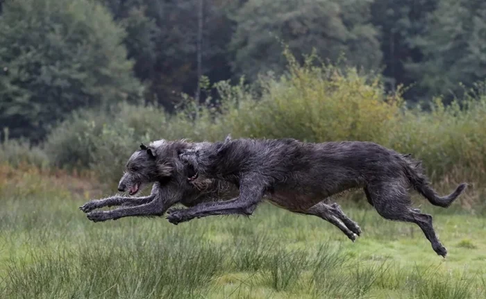 Ласковое чудовище: Ирландский волкодав как надежный спутник в теле жуткого зверя