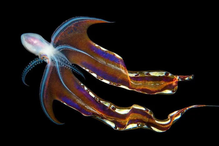 Морский хитрец: Как осьминог-одеяло дразнит хищников, развертывая 2 метра живой «простыни»