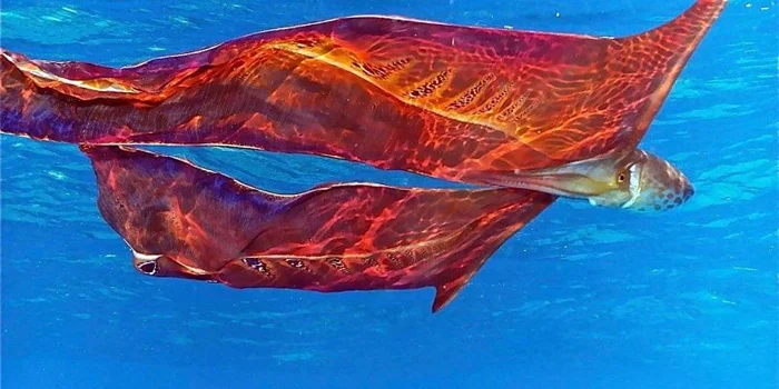Морский хитрец: Как осьминог-одеяло дразнит хищников, развертывая 2 метра живой «простыни»