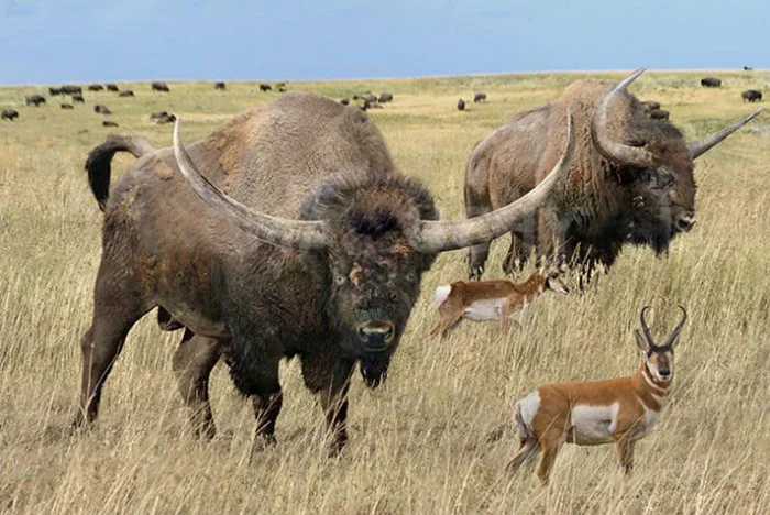 "Бизон с широким рогом: Властелин бычьих просторов и его воздействие на дикие уголки Америки