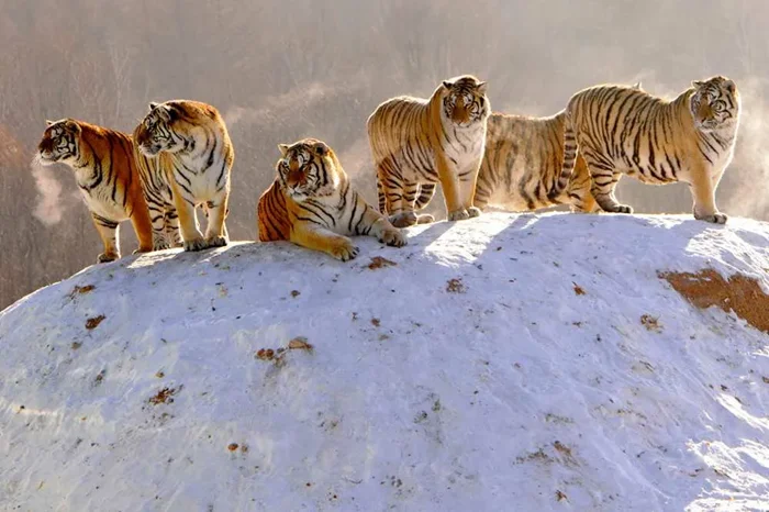 Цены за спасение: Загадочные механизмы зоозащиты и дилеммы между тиграми и птичками