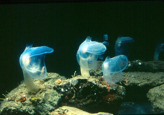 Самоеды в мире моря: 5 удивительных фактов о морских брызгунах, существах, которые едят сами себя