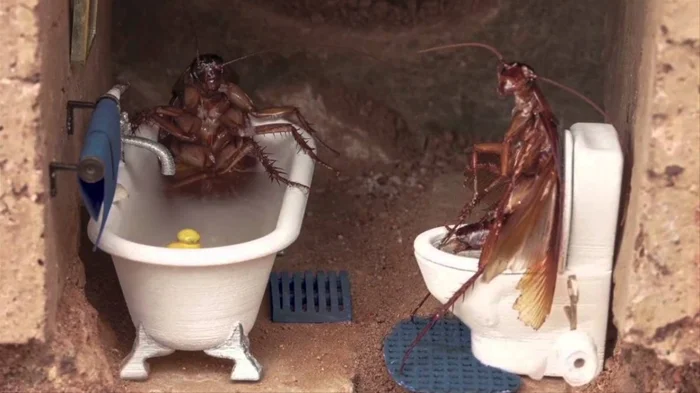 Тайны тараканов: Почему они возвращаются, несмотря на идеальную чистоту