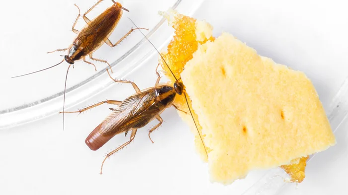Тайны тараканов: Почему они возвращаются, несмотря на идеальную чистоту
