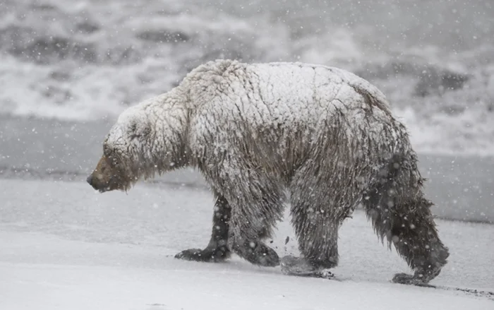 Загадки после зимнего сна: как медведи встречают новый сезон