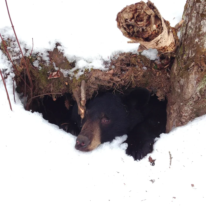 Загадки после зимнего сна: как медведи встречают новый сезон