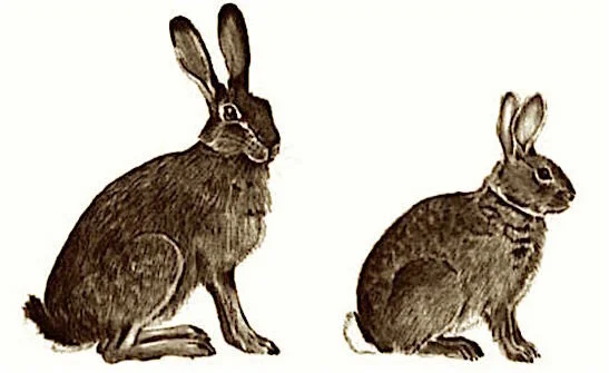 Пошаговое руководство: Как различить зайца от кролика?