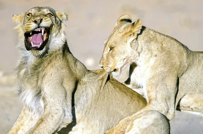 Сила в зубах: Пятерка животных с самыми мощными укусами