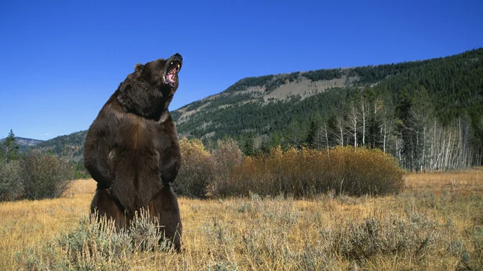 Медвежьи стратегии: Опасности, связанные с тем, что медведи не предупреждают перед атакой