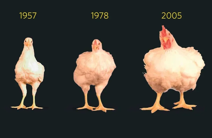 Бройлеры и ГМО: Раскрываем неприятную правду о курином мире