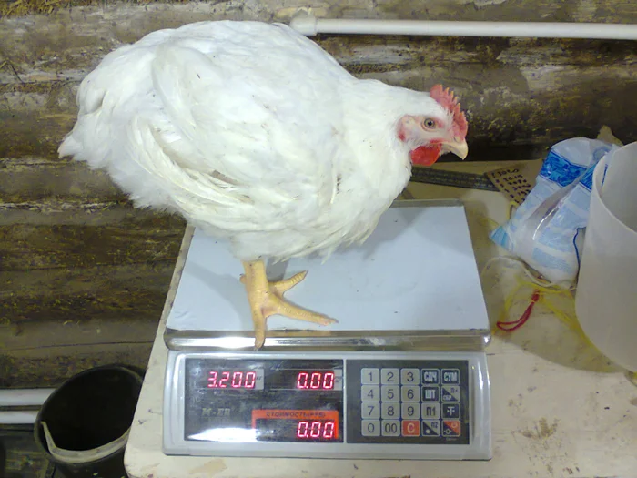 Бройлеры и ГМО: Раскрываем неприятную правду о курином мире