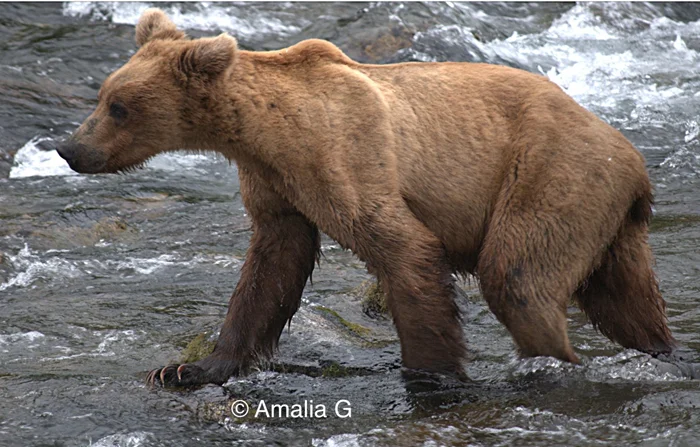 От шатунов до обжор: Удивительные истории о медведях, которые не следуют общепринятой спячке