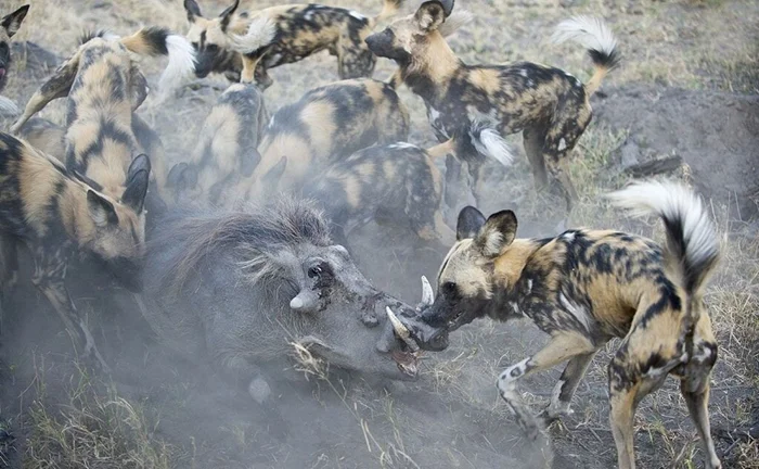 Повелители саванны: Гиеновидные собаки и их величественное восхождение в мире африканских хищников