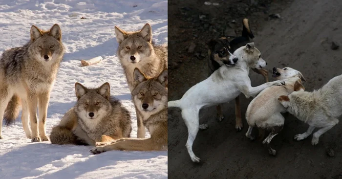 Честь волка: Почему собаки устраивают бесстыжие свадьбы, а у волков такого нет?