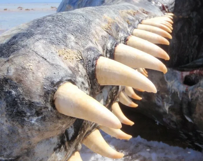 Удивительные клыки: Топ-5 животных с самыми крупными зубами, соперничающими с бивнями слона
