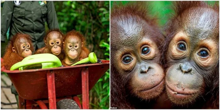 Повседневная жизнь орангутанов-сирот в приюте