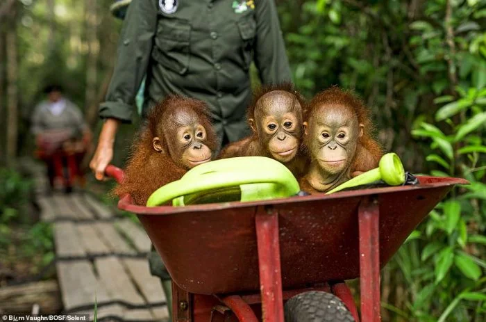 Повседневная жизнь орангутанов-сирот в приюте