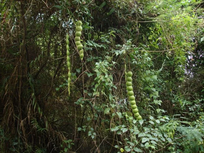 Путешественники сновидений: бобы в поисках своего идеального места