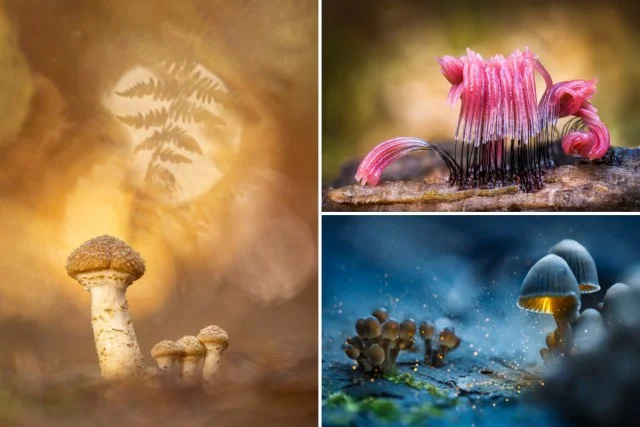 Захватывающие снимки грибов: Лучшие работы победителей премии "Садовый фотограф года"