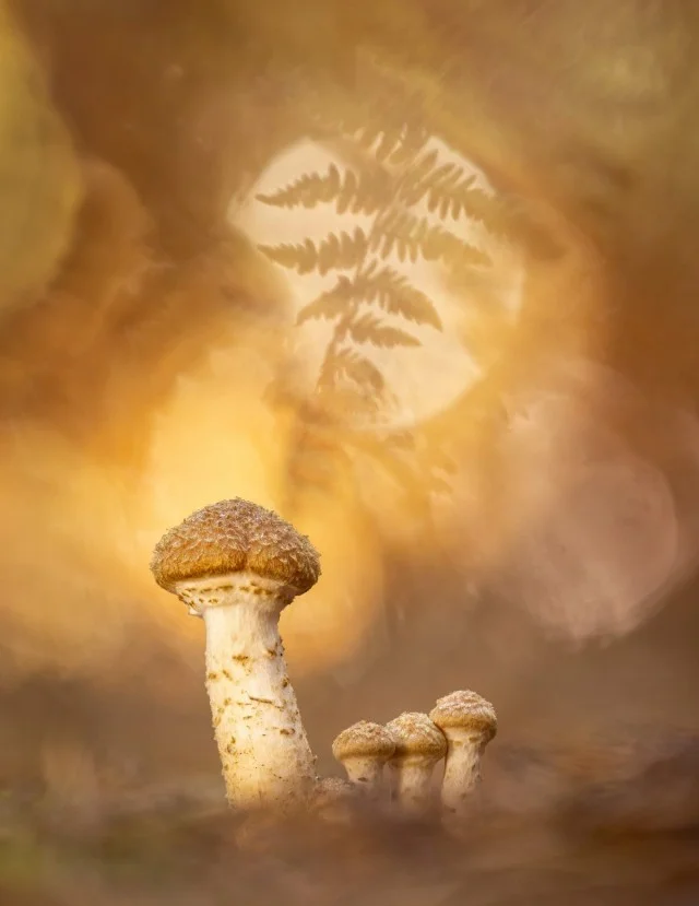 Захватывающие снимки грибов: Лучшие работы победителей премии "Садовый фотограф года"