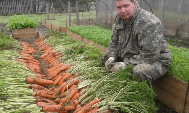 Тайны садоводства: Почему сосед решил заменить теплицу с луком на морковные плантации