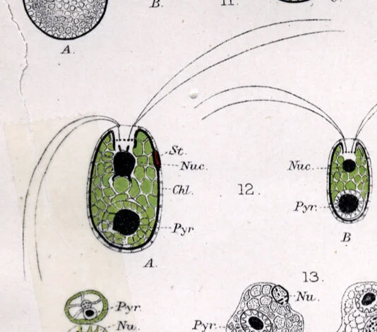 Тайны зелёной трубочки: Почему она считается одним из удивительных существ?