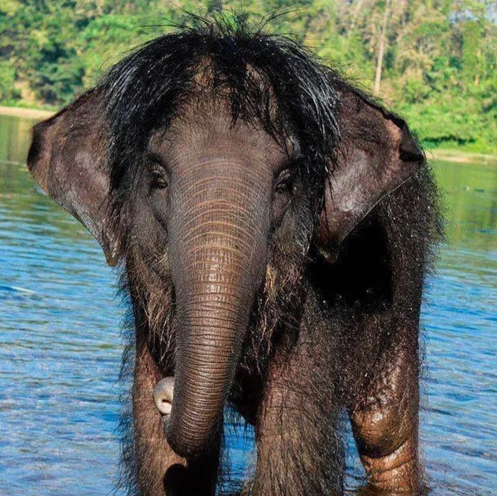 Тайна волосатых слонят: Возвращение наследия мамонтов в современном мире