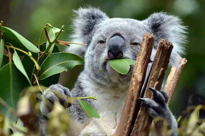 Лакомство вора с характером: Как коала оказалась в центре фруктовой кражи за 6000$