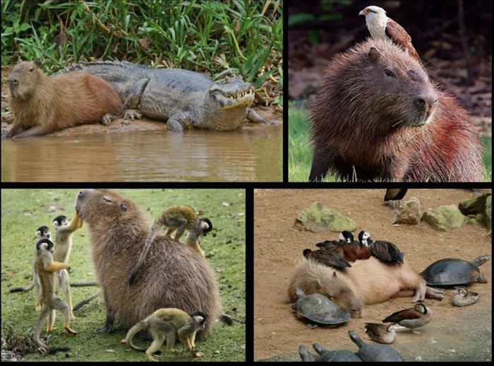 Капибара: дружба за пределами видов. Почему крокодилы и другие животные обожают этого милого грызуна?