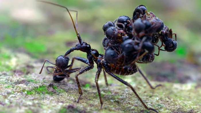 Когда смерть становится повелителем: воздействие прихода сборщика тел на муравейник