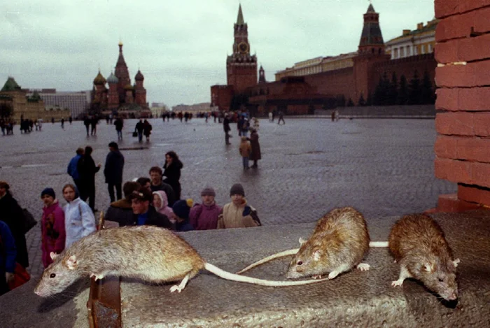Города-колыбели для крыс: анализ, в каких местах их популяция превышает человеческую