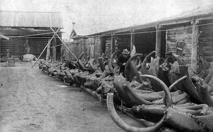 Сибирские загадки: почему в этом регионе было так много мамонтов