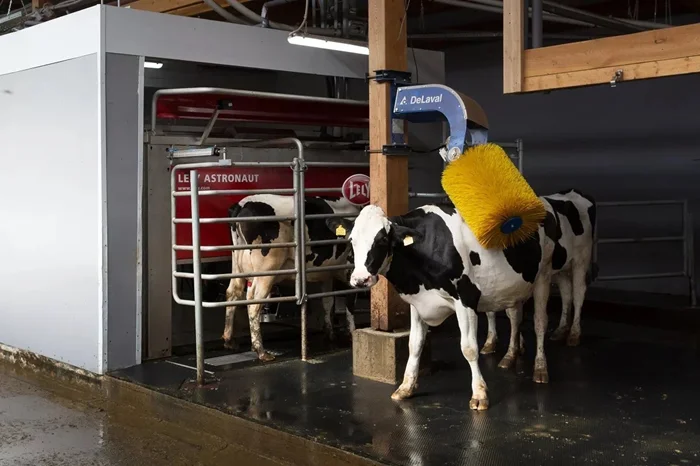 Загадки молока: разбираем мифы и правду вокруг машинной доильной установки у коров
