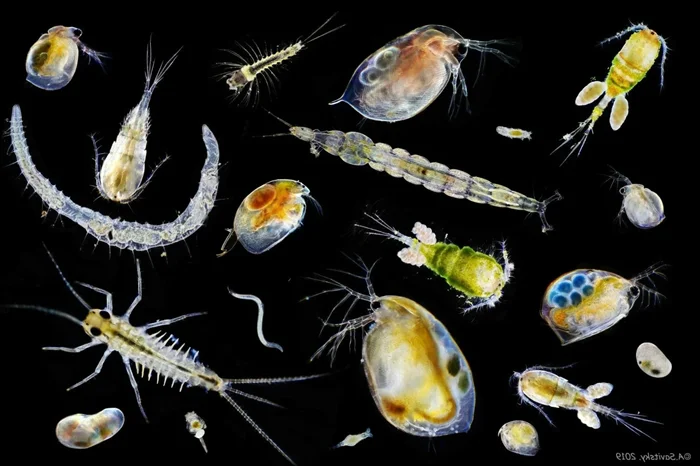 Тайна планктона: разгадка парадокса и его значение в современной биологии