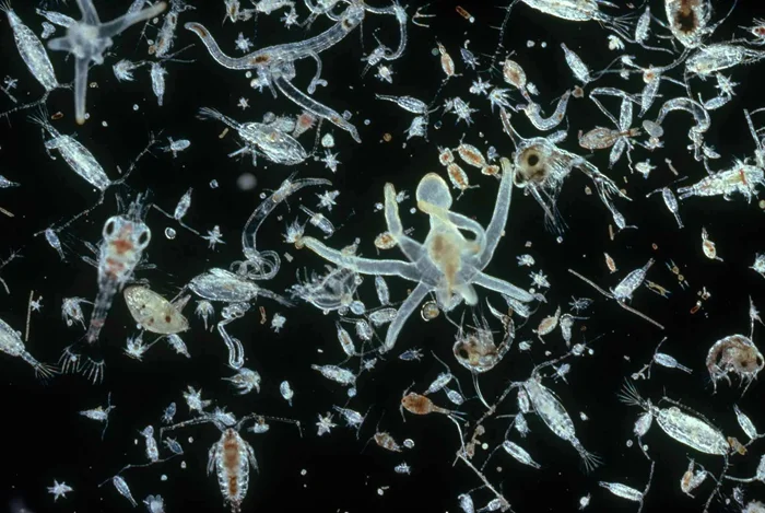 Тайна планктона: разгадка парадокса и его значение в современной биологии