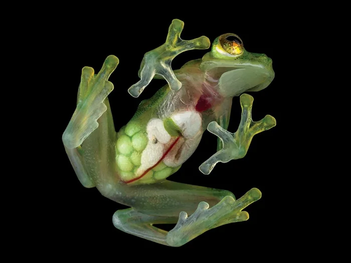 Лягушка-прозрачник: Загадка ее прозрачного тела и зеленых костей
