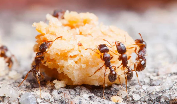 Тайна силы муравьев: Почему они способны поднимать тяжести в десятки раз превышающие их собственный вес?
