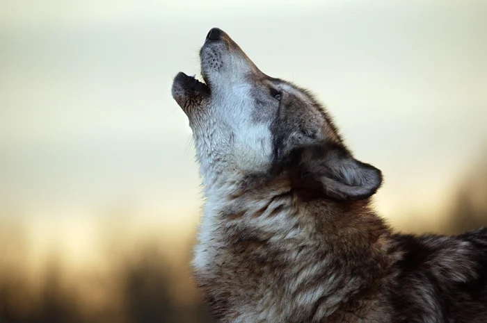 Миф или реальность: Почему старый волк покидает свою стаю, чтобы не стать обузой для семьи?