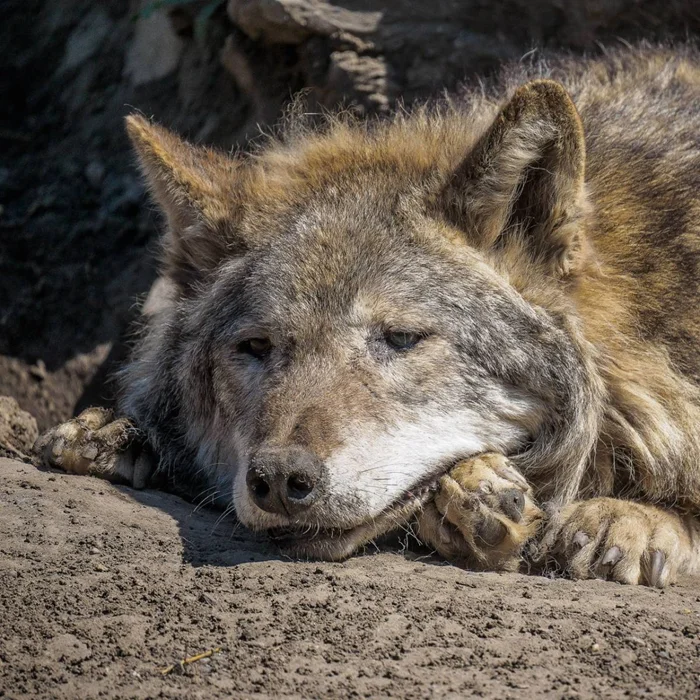 Миф или реальность: Почему старый волк покидает свою стаю, чтобы не стать обузой для семьи?