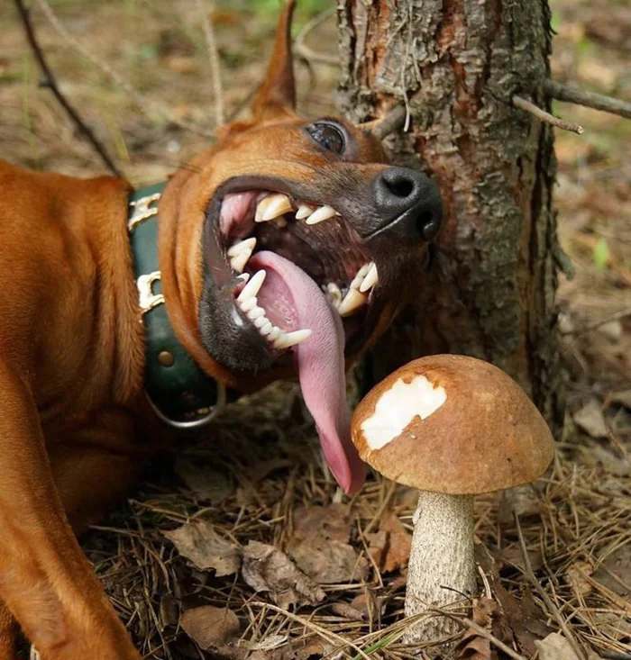 Мухоморы в рационе: Зачем лесные животные питаются этими грибами?