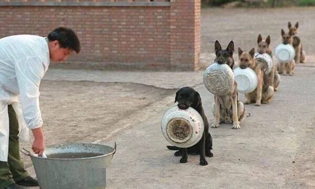 Истина о служебных собаках, которые выстраиваются в очередь за едой со своей посудой