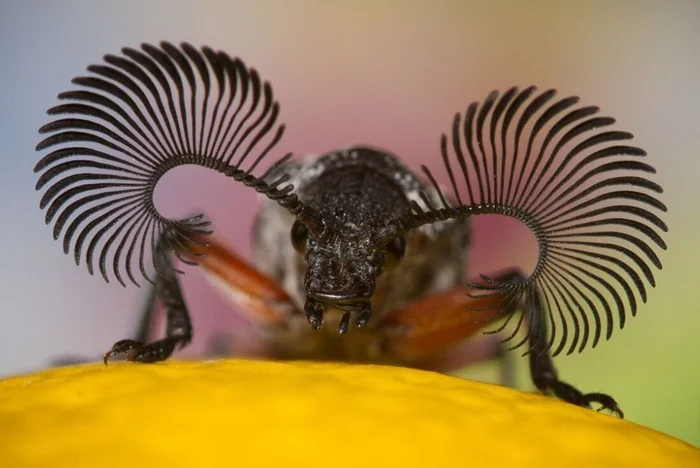 Жуки-шпионы: что на самом деле собирают радары на головах этих насекомых?
